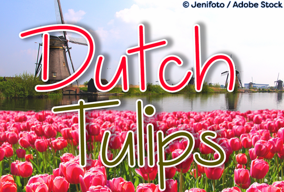 Dutch Tulips Typeface for Branding
